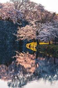 桜のリフレクションが波紋で揺らいで…