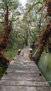 秘島のマングローブ