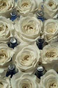 白薔薇　#壁紙2023#