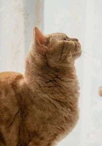 にゃんこ２　#壁紙2023#