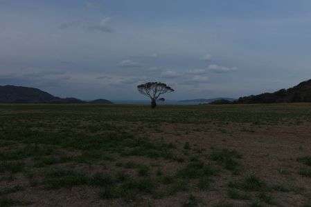 春を待つ牧草地