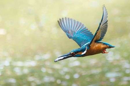 彼女へのプレゼントを運ぶカワセミボーイ