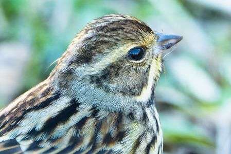 そろそろお別れのアオジさん