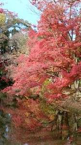 どれが本物の紅葉？