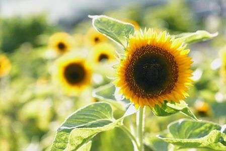 今年もひまわりが咲きました