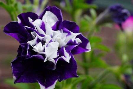  お洒落な八重咲ペチュニア