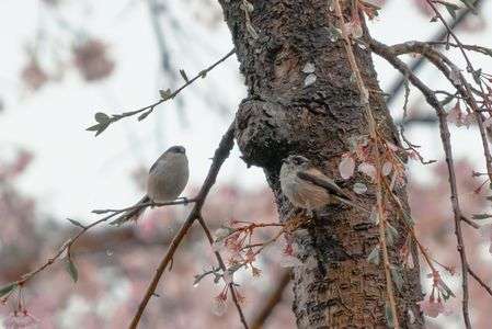 鳥も花見