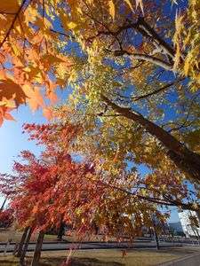 秋晴れのグラデーション