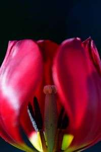 真っ赤なワイングラス