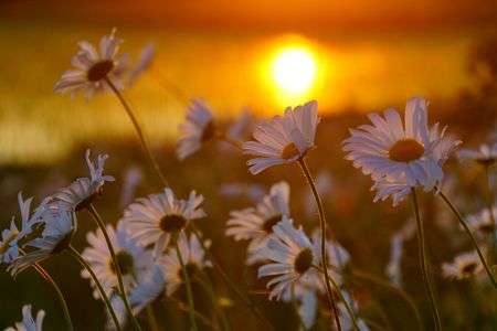 路傍の花たちへ