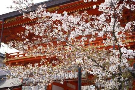 八坂神社の桜