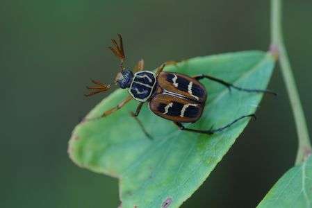 オオトラフコガネ（オオトラフハナムグリ）♂