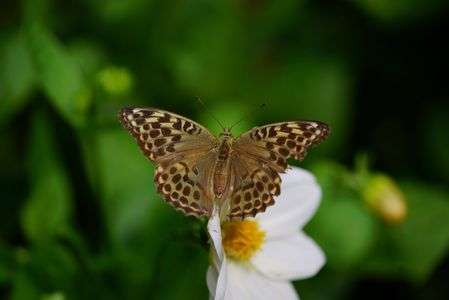 ミドリヒョウモン♀暗色型