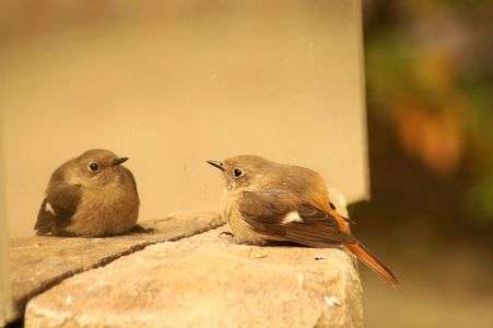 あなたはだあれ？