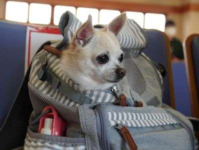 #ペット自慢2024_犬#