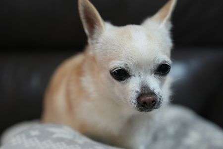 ふかふかベッドにて