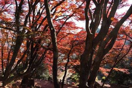 圧巻の紅葉