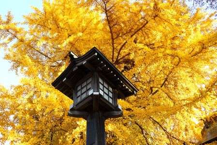 燈籠と大イチョウ