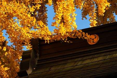 神社の門とイチョウの葉
