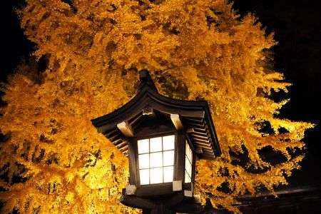 燈籠とイチョウ