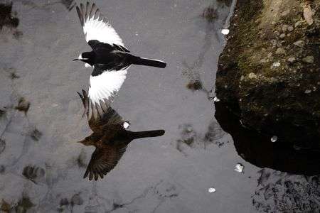 セグロキセキレイ