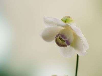 レンゲショウマ