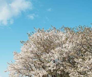 晴れた日のさくら