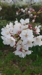 花粉症さえなければ