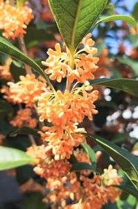 満開のキンモクセイ