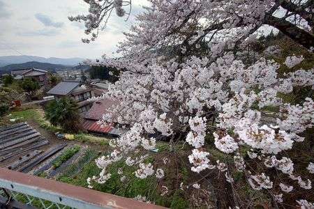 馬籠宿散策 #フラワー2025#