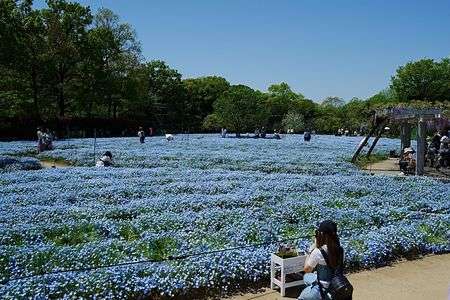ネモフィラ畑　カメラマンが一杯です。