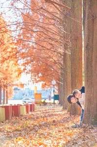 メタセコイア見納め