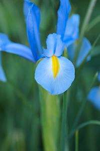 ハナショウブの朝