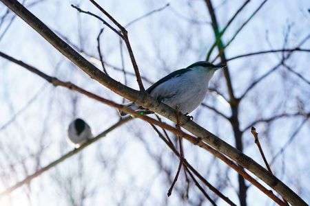 ゴジュウカラ色々