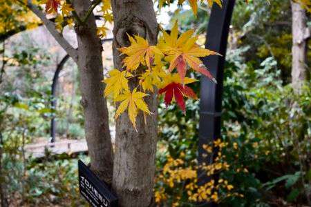 「イロハモミジ」です。