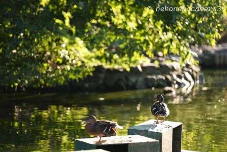 旭山動物園、夜の動物園より。