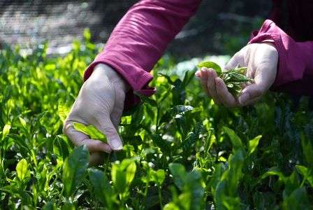 茶摘み