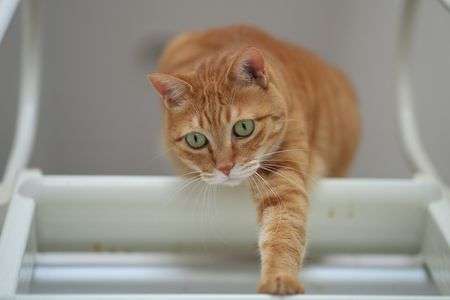 階段から降りる猫