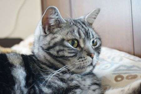 テレビに集中してる