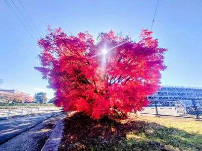紅葉が光を放って 2025