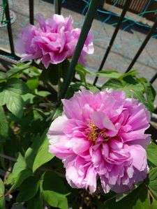 今年咲いたシャクナゲです。