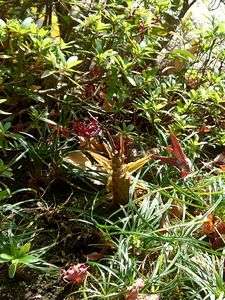 今日たけのこが出ていました。