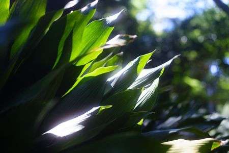 幻想的な葉っぱ達