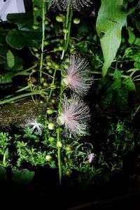 サガリバナ　サガリバナ科