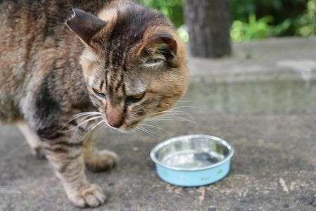 気になるニャンコ
