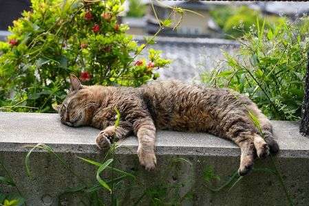 それぞれなニャンコ