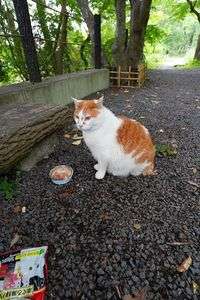 お寝ぼけニャンコ