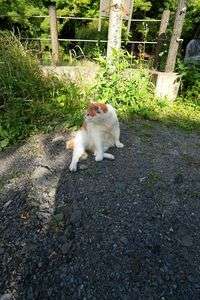 まったりニャンコ