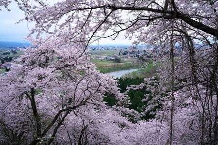 郷の桜