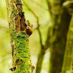 可愛い、おミソ。